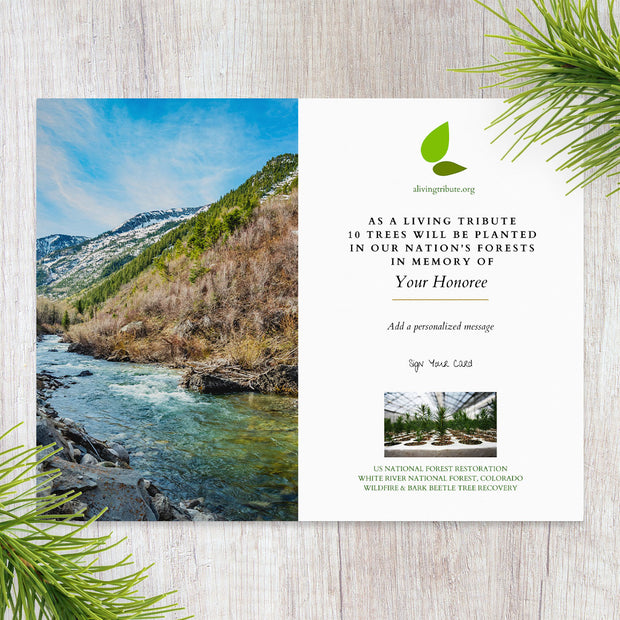 Plant a Tree for Someone in Colorado - Colorado Memorial Trees