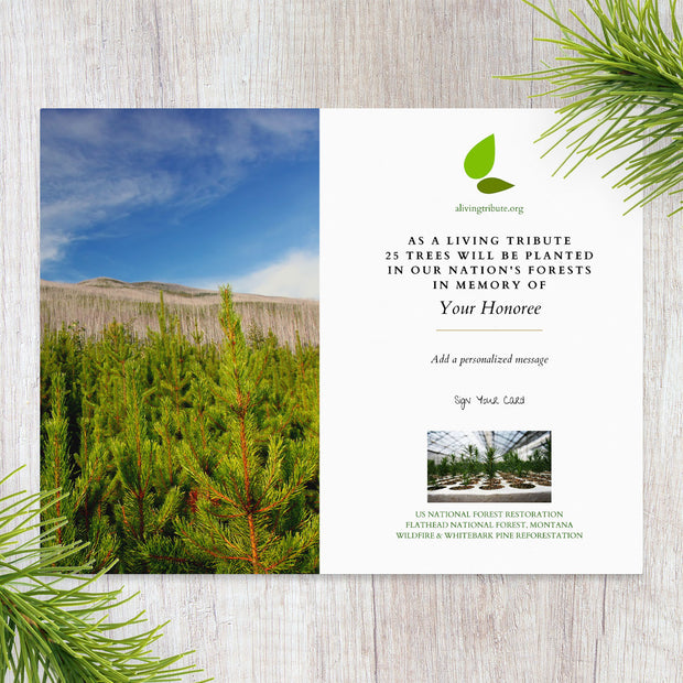 Plant a Tree for Someone in Montana - Memorial & Tribute Trees