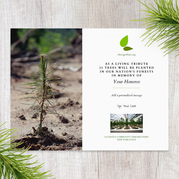 Plant a Tree for Someone in New York - Memorial & Tribute Trees