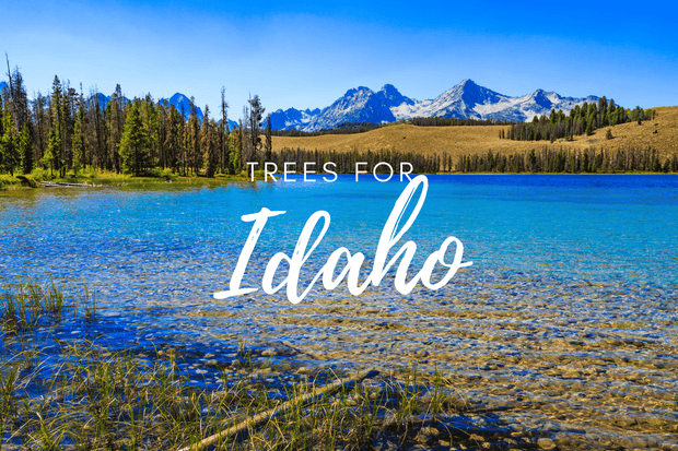 Plant a Tree for Someone in Idaho - Memorial & Tribute Trees