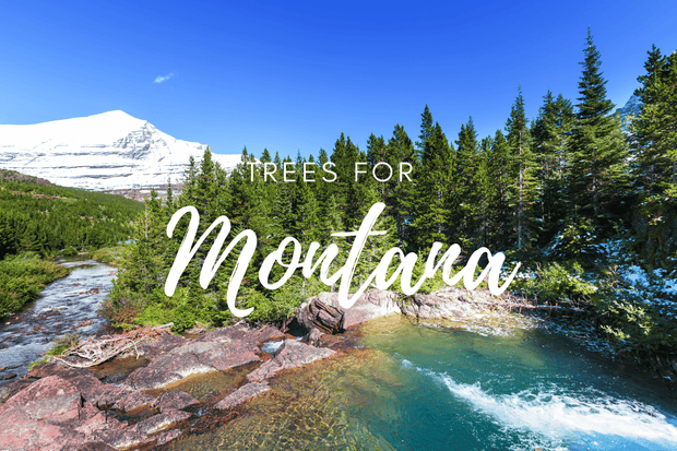 Plant a Tree for Someone in Montana - Memorial & Tribute Trees