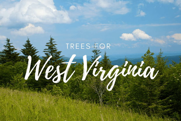 Plant a Tree for Someone in West Virginia - Memorial & Tribute Trees