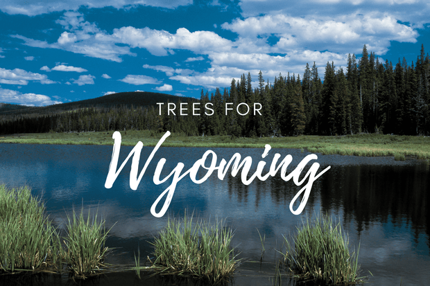 Plant a Tree for Someone in Wyoming - Memorial & Tribute Trees