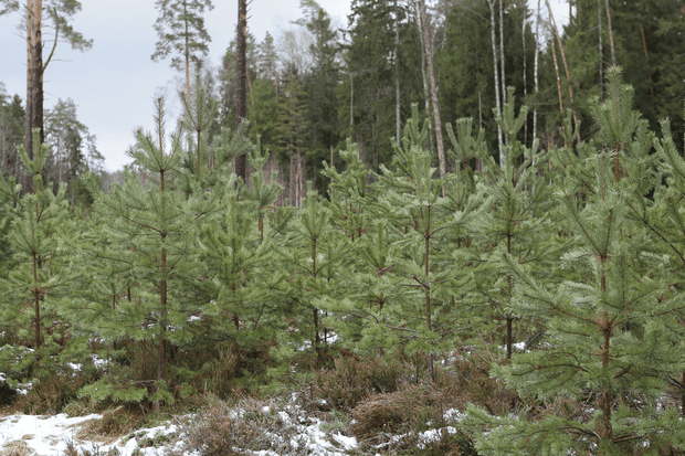 Plant a Tree for Someone in Tennessee - Memorial & Tribute Trees