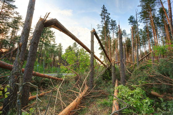 Community & State Forest Tree Recovery