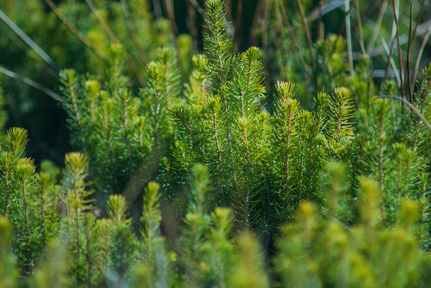 Pet Memorial Tree Seedlings