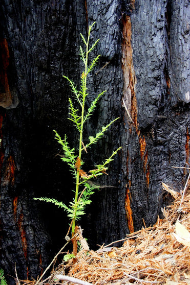 Forest Friends Tree Gift - A Living Tribute