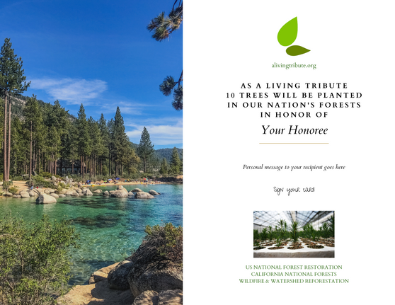 Plant a Tree in Honor or Memory in a California National Forest - A Living Tribute