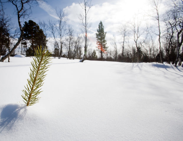 Plant a Tree for Someone for Christmas