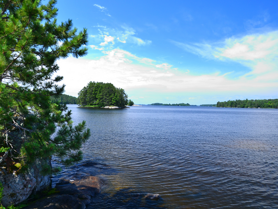 Plant a Tree for Someone in Minnesota - Memorial & Tribute Trees