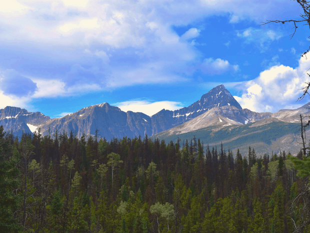 National Forest Reforestation