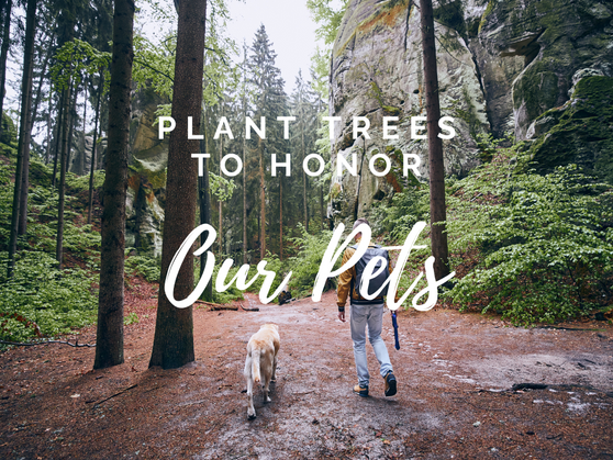 Plant a Tree in Memory of a Pet