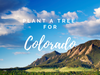 Plant a Tree in Colorado