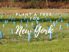 Plant a Tree in New York