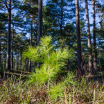 Pine Tree Seedling