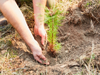 Plant a Tree for Someone in Minnesota - Memorial & Tribute Trees