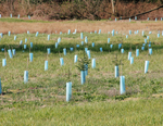 New York Tree Plantings