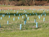 New York Tree Plantings