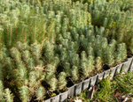 Pine Tree Seedlings for Planting