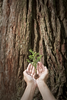 Plant a Redwood Tree in Honor or Memory
